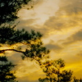 Sunset and Pine