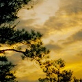 Sunset and Pine