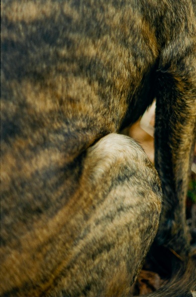 Brindle