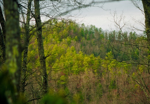 Ridge above Chimney Top Creek