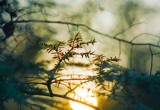 Sun and Hemlock