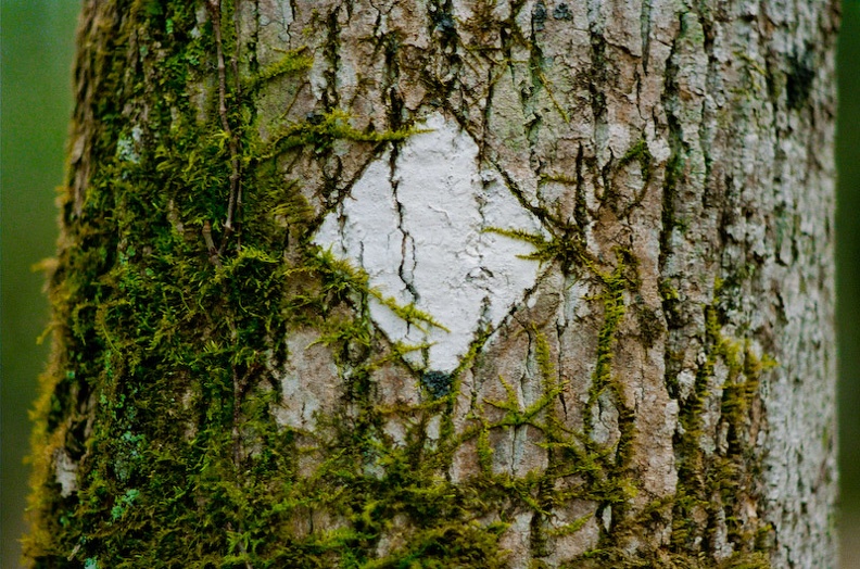 Trail Blaze