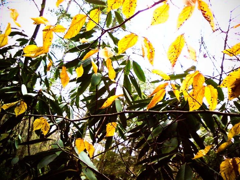 BsPhone0613