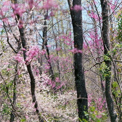 46 - Redbuds on Trail