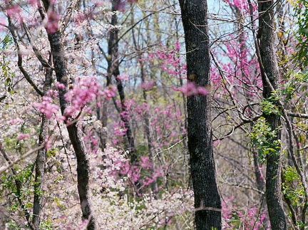 46 - Redbuds on Trail