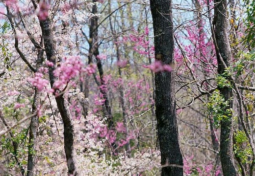 46 - Redbuds on Trail