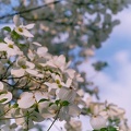 61 - Dogwood