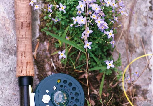 Flyrod, Flowers