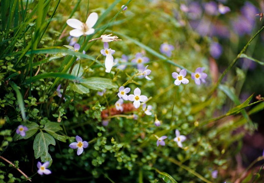 Bank, Flowers