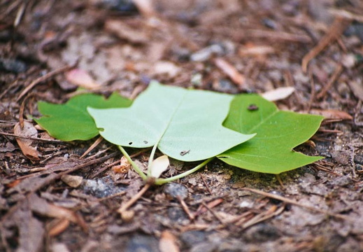 Three Tulip Poplar Leaves