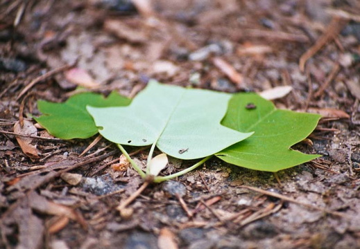 Three Tulip Poplar Leaves