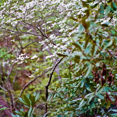 Dogwoods, Rhododendron
