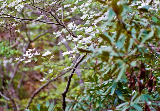 Dogwoods, Rhododendron