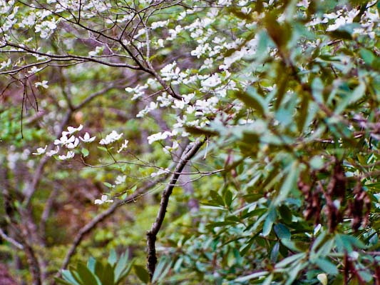 Dogwoods, Rhododendron