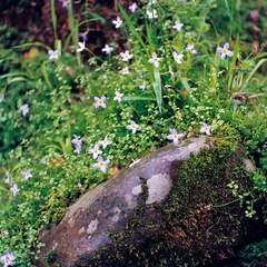 Flowers on Bradley Fork