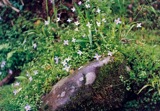 Flowers on Bradley Fork