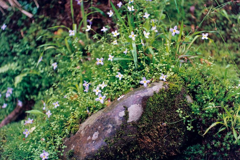 Flowers on Bradley Fork