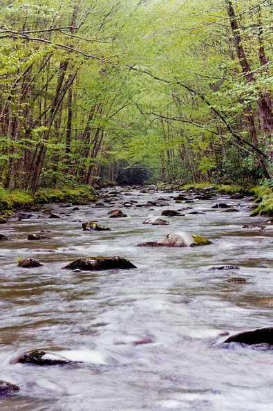 Bradley Fork