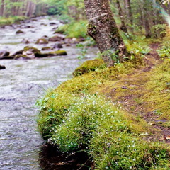 Trail on bank of Bradley Fork