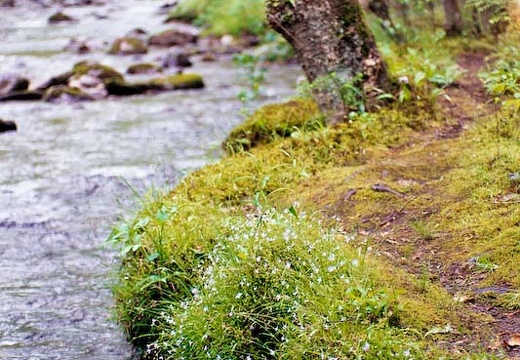 Trail on bank of Bradley Fork