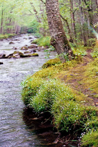 Trail on bank of Bradley Fork