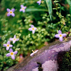 Flowers on bank