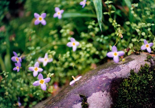 Flowers on bank