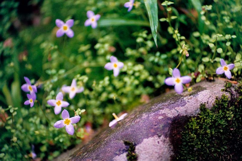 Flowers on bank