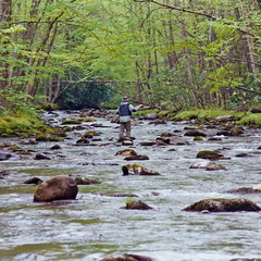 Fishing Bradley Fork