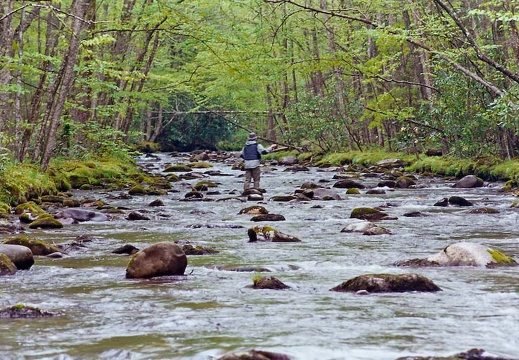 Fishing Bradley Fork