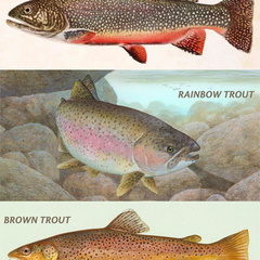 Trout Illustration