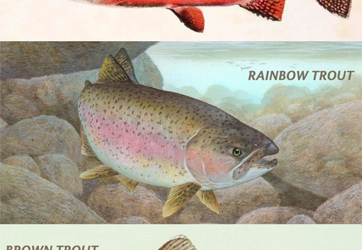 Trout Illustration