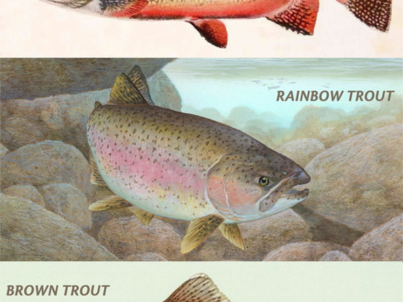 Trout Illustration