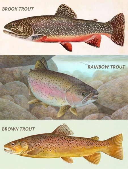 Trout Illustration