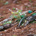 Swift Camp Creek trail and flowers