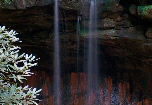 Pooch's Turtle Falls from creek bank