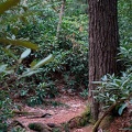 Hemlock & trail