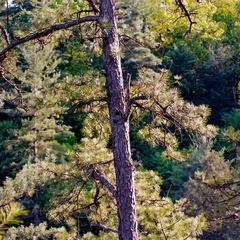 Pine in sunset