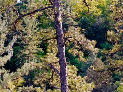 Pine in sunset