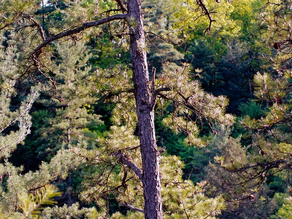 Pine in sunset