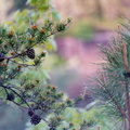 Pine cones