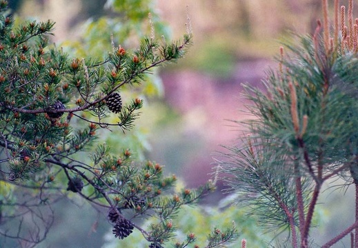 Pine cones