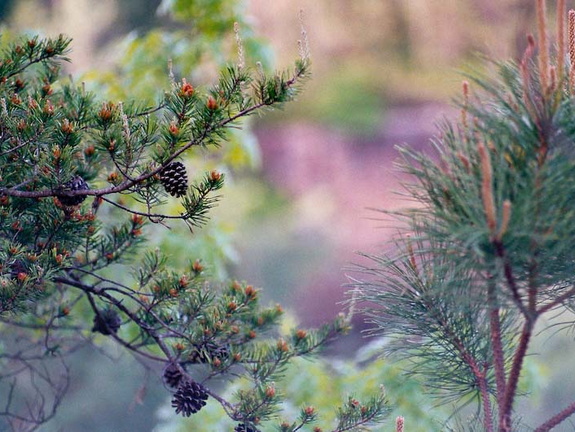 Pine cones