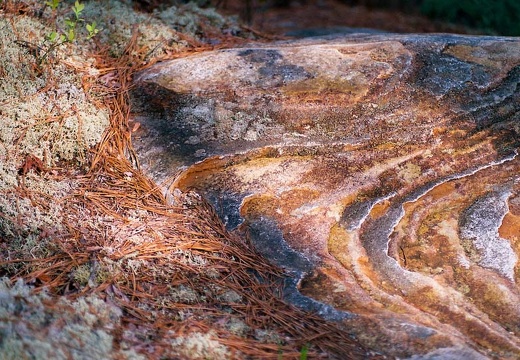 Trail margin in sunset