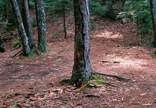 Camp along trail