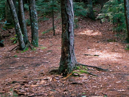 Camp along trail