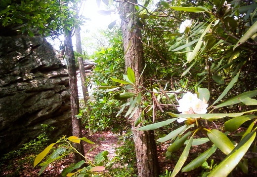 Jun 20: Furnace Arch, Sheltowee Trace