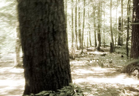 Hemlock, Sheltowee Trace