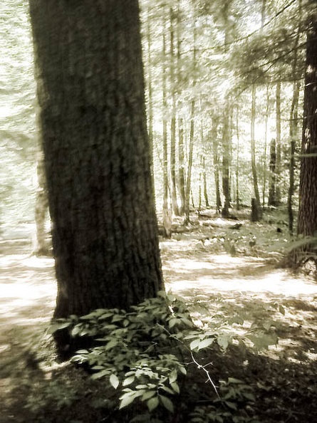 Hemlock, Sheltowee Trace