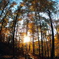 Trail Scene with Setting Sun